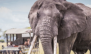 3 Days 2 Nights Tanzania Safari – Tarangire National Park (Driving) From Arusha