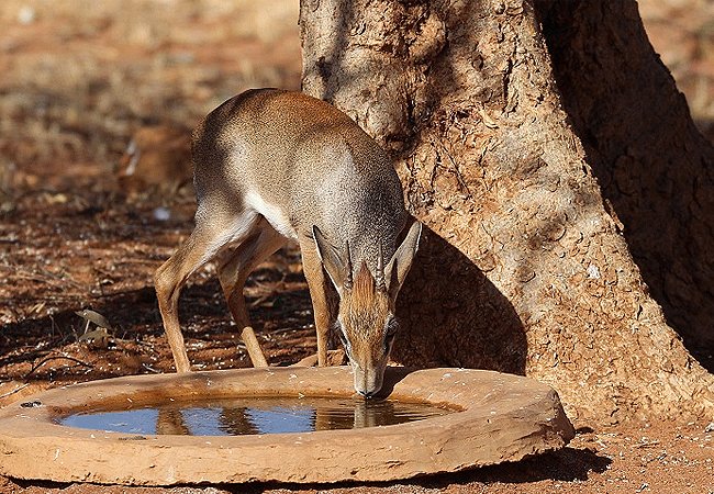 Tsavo East National Park