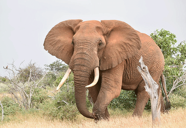 Tsavo East National Park