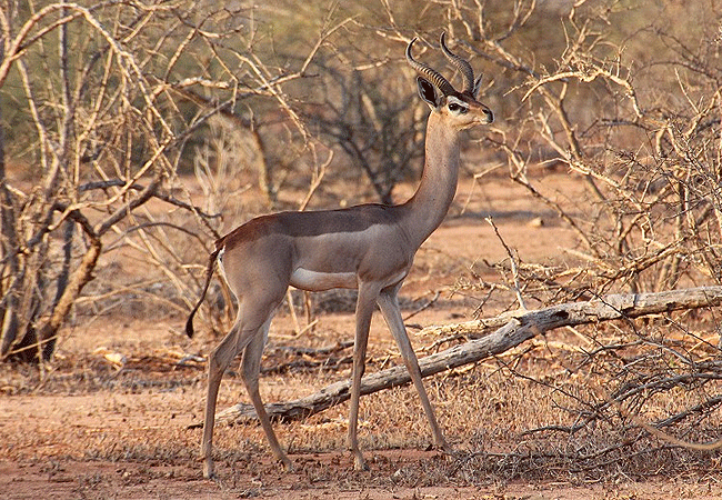 Tsavo East National Park