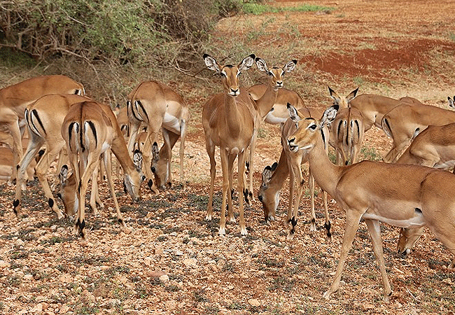 Tsavo East National Park