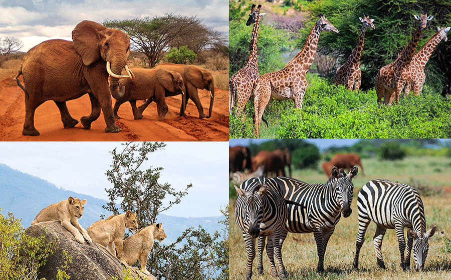 Tsavo East National Park