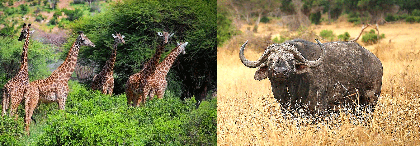 Tsavo West National Park