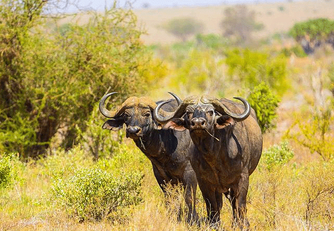 Tsavo West National Park