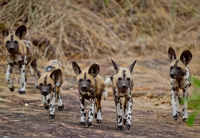Tsavo West National Park