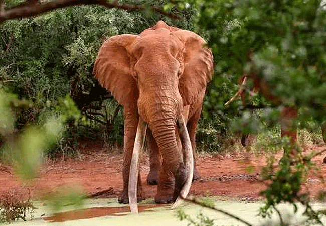 Tsavo West National Park