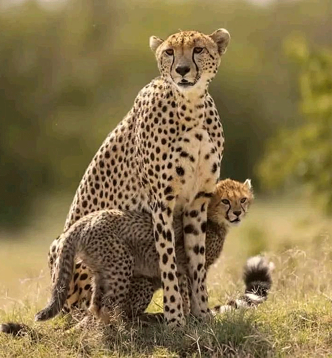 Tsavo West National Park