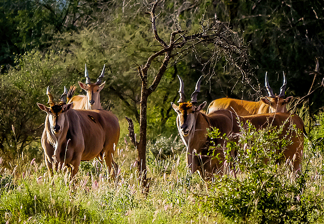 Tsavo West National Park