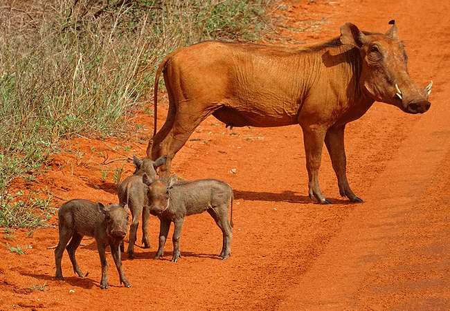 Tsavo West National Park