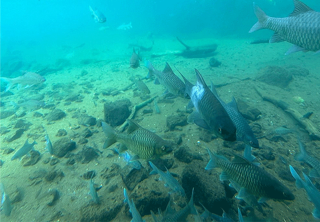 Tsavo West National Park
