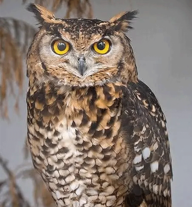 Tsavo West National Park