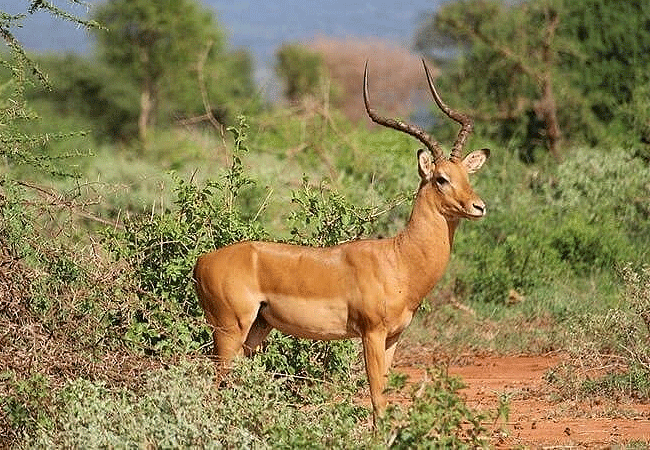 Tsavo West National Park