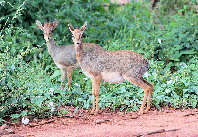 Tsavo West National Park