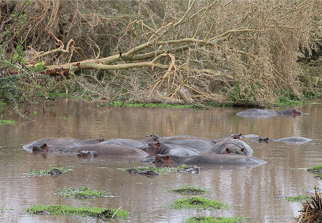 Tsavo West National Park