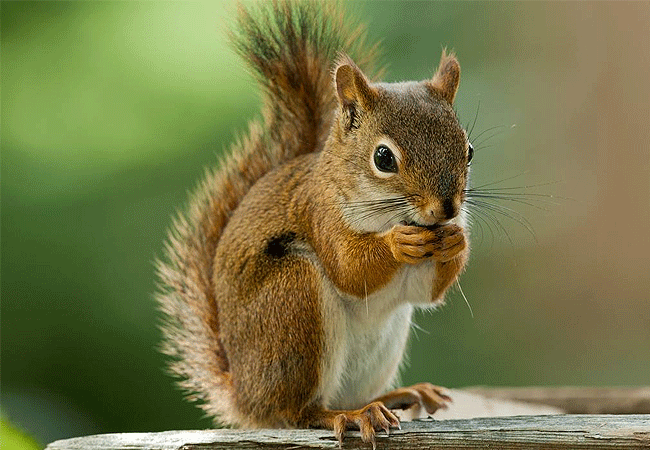 Tsavo West National Park