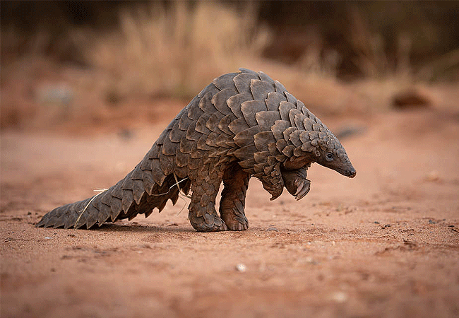 Tsavo West National Park