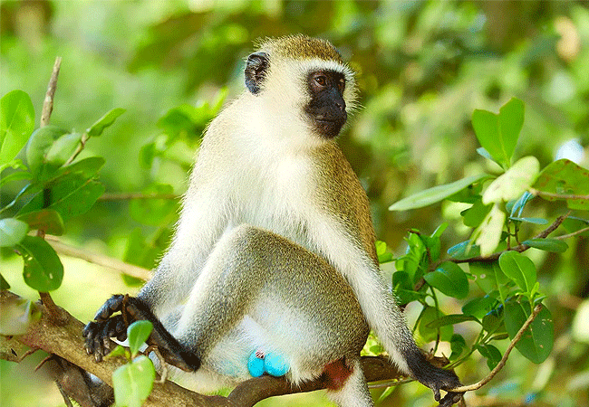 Tsavo West National Park