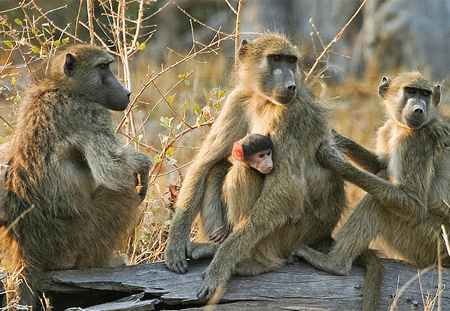 Tsavo West National Park