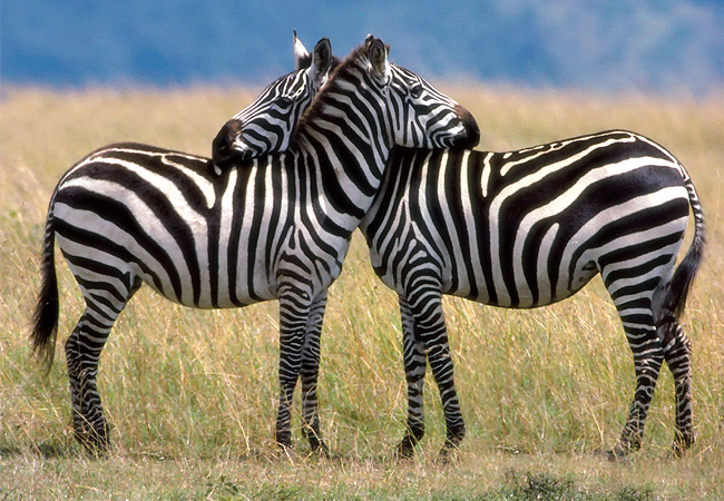 Tsavo West National Park