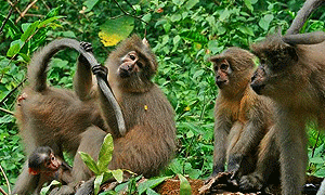 6 Days 5 Nights Tanzania Safari – Nyerere National Park (former Selous), Mikumi National Park & Udzungwa National Park (Driving) From Dar es Salaam