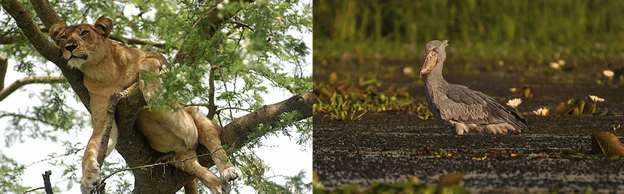 Uganda Tours & Safaris