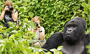 7 Day Fly-in Safari Kenya Masai Mara & Uganda Bwindi Gorillas Trekking Starts in Nairobi and Ends in Entebbe Uganda
