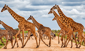 4 Days 3 Night Uganda Safaris Holidays - Gorilla & chimpanzee Trekking Tours & Wildlife Tours