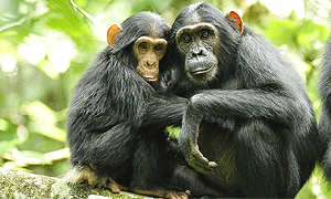 3 Days 2 Night Uganda Safaris & Wildlife Holiday Tours Vacation