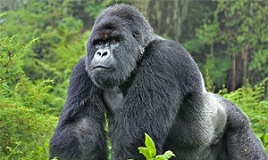 2 Days 1 Night Uganda Tours & Safari Holidays