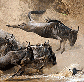 Wildebeest Migration