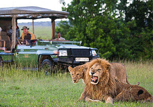 WILDLIFE SAFARI HOLIDAYS