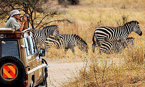 9 Days 8 Night Tanzania Wildlife Safaris, Trips & Tours