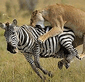 168体彩奖号一键查询综合 African Safari Holidays