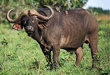 11 Days 10 Nights Kenya Safaris, Tours & Trips by Road