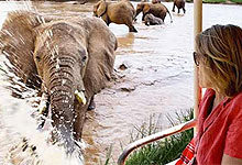 3 Days 2 Nights Kenya Safaris by road