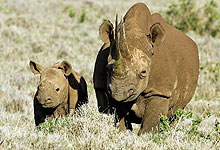 7 Days 6 Night Kenya Safaris & Wildlife Tours by Road