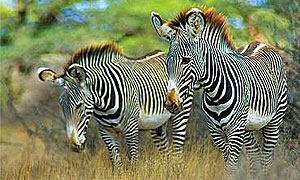 <strong>Kenya National Parks and Game Reserves</strong>