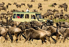 Kenya Safari Tours