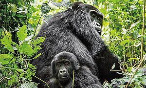 Rwanda Wildlife Conservancies