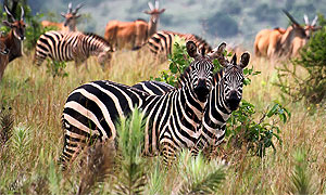 <strong>Rwanda National Parks and Game Reserves</strong>