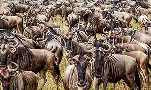 Tanzania Wildlife Conservancies